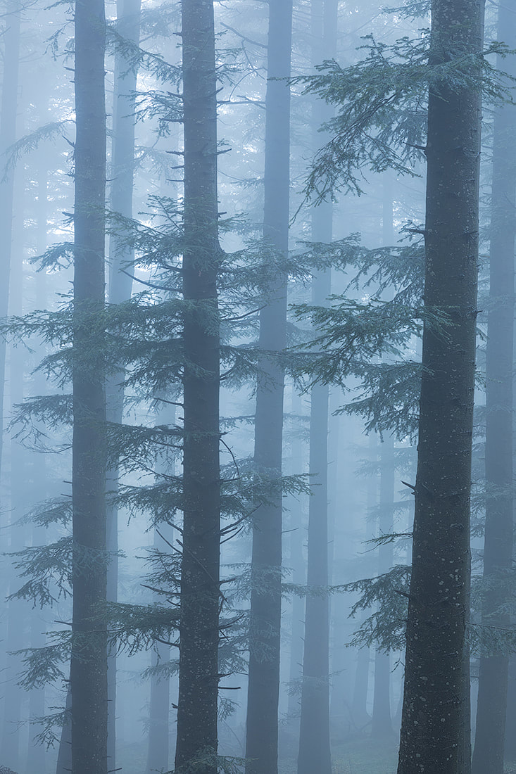 Una foresta di abeti immersa nella nebbia, nel Parco Regionale del Corno alle Scale, sull'appennino bolognese
