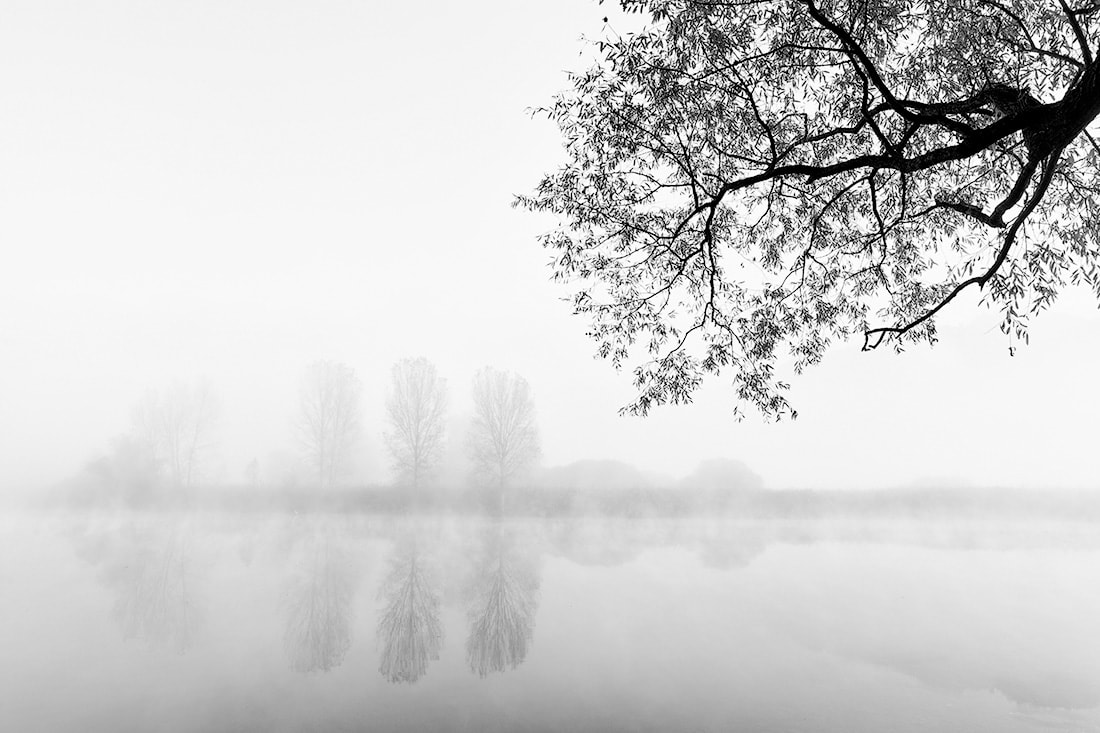 Quattro alberi nella nebbia sulle rive del fiume Adda. Un altro ramo fa da cornice