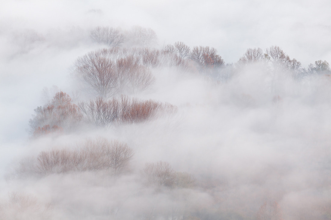 Alberi spogli emergono dalla nebbia sulle rive del fiume Adda