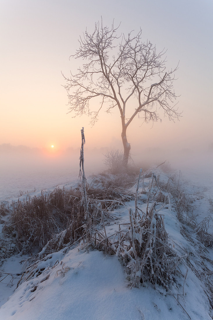 Albero solitario nella campagna coperta da uno strato di neve e brina all'alba con il sole in controluce