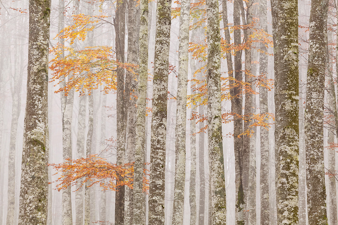Susseguirsi di tronchi e rami con foglie in autunno nella foresta del Cansiglio