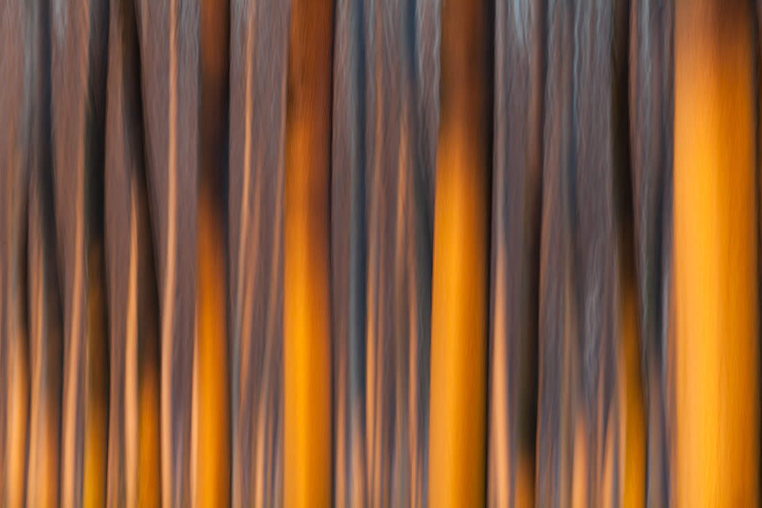 Mosso creativo dei tronchi di un pioppeto sulle rive del fiume Po al tramonto