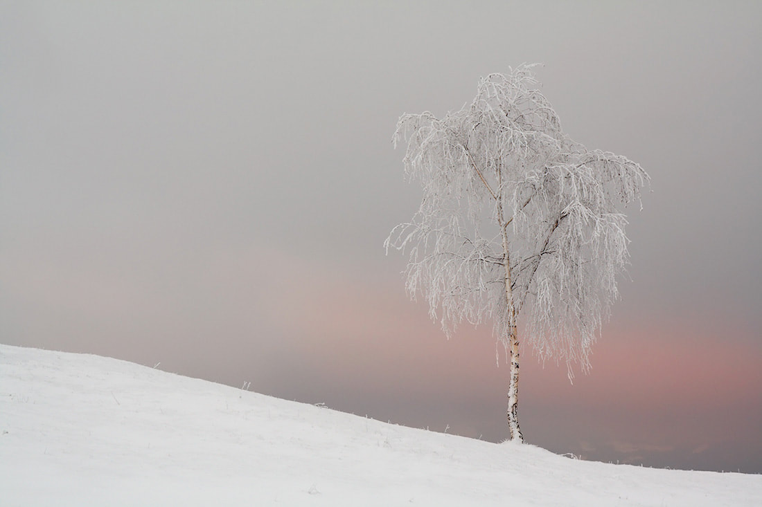 Una betulla solitaria nella neve con cielo grigio e squarci della luce del tramonto