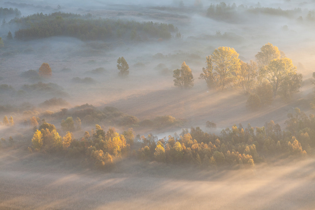 Raggi filtrano tra la nebbia e illuminano gli alberi in autunno nel parco Adda nord