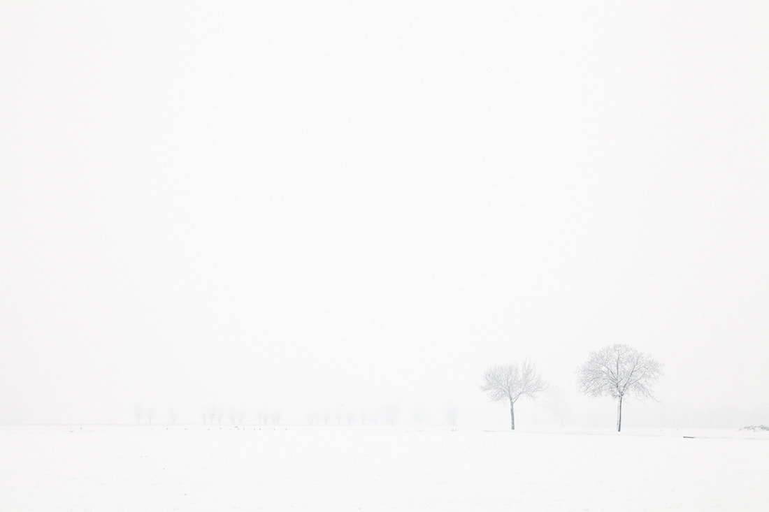Due alberi isolati nel bianco della campagna bergamasca dopo una nevicata
