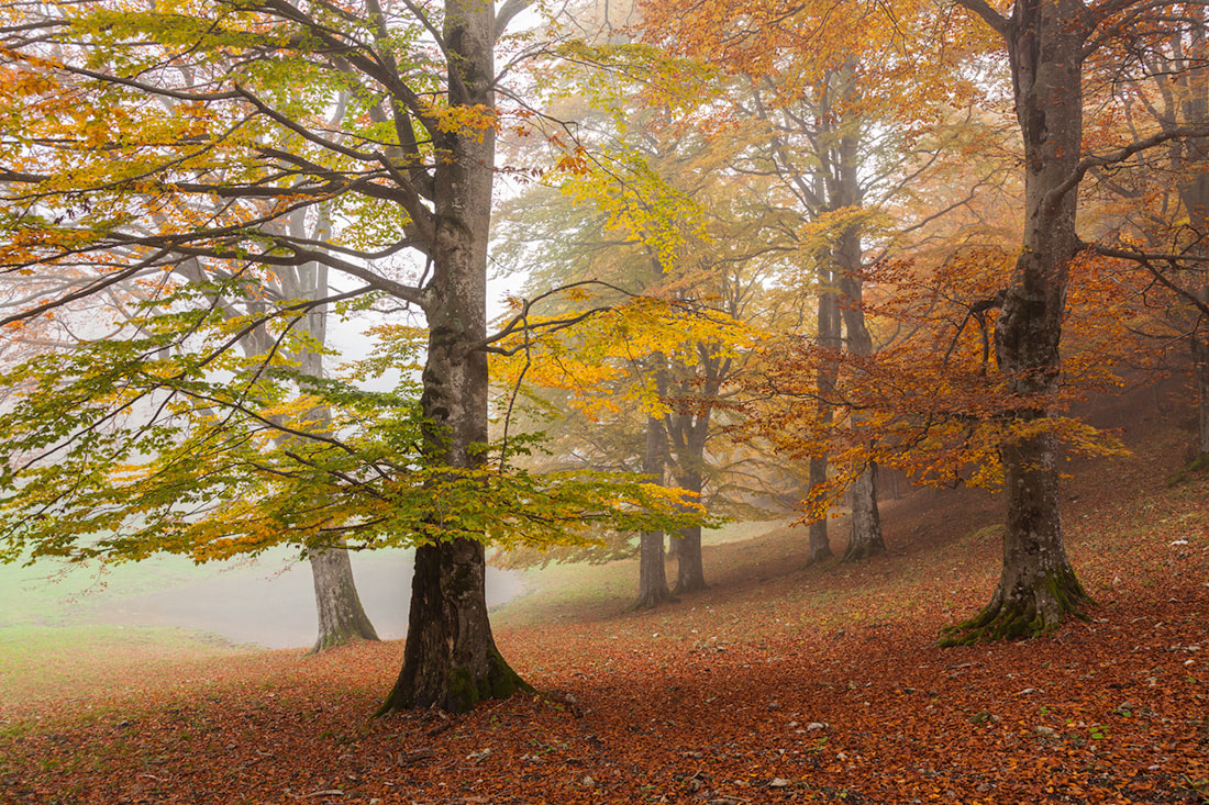 Un bosco di faggi in autunno nella nebbia al passo Baremone