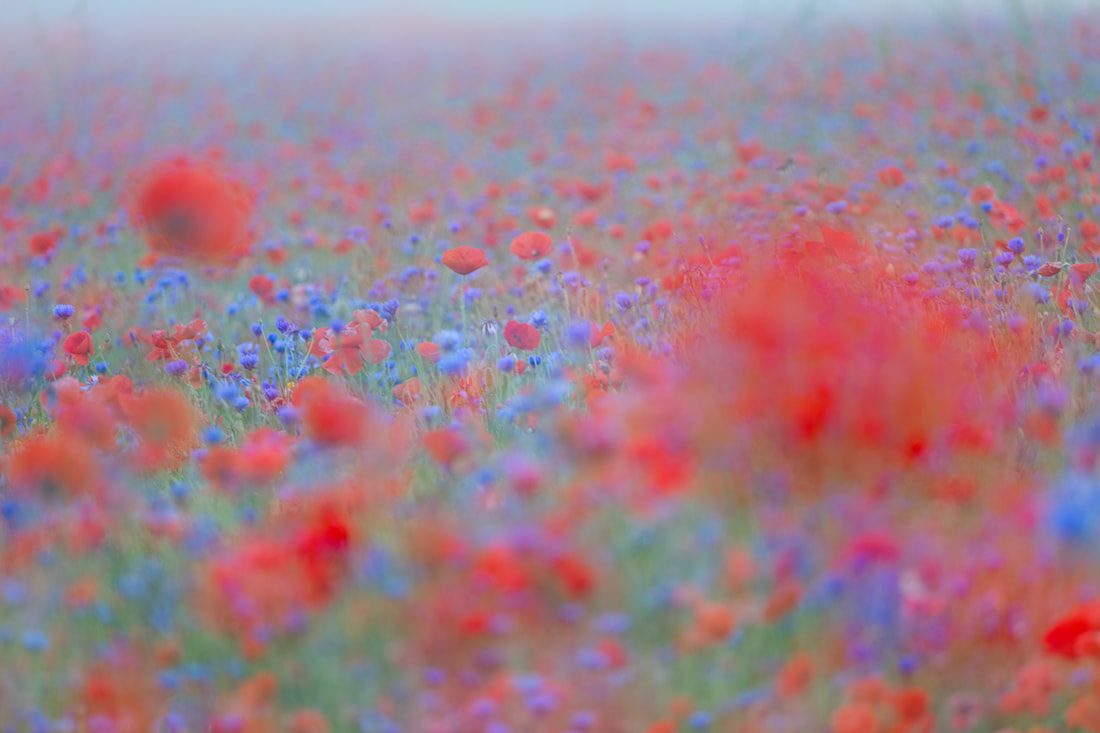 Visioni nei campi di papaveri e fiordalisi nella piana di Castelluccio di Norcia durante la celebre fioritura