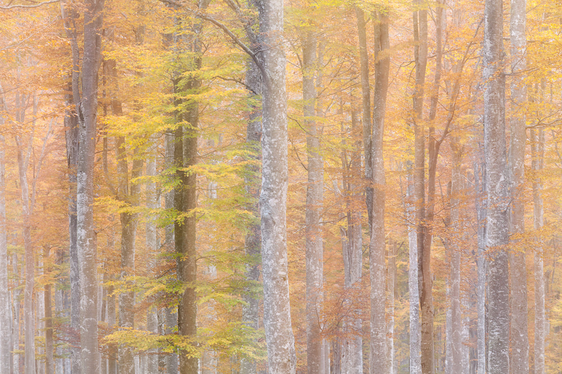 Mosso creativo nella foresta del Cansiglio in autunno
