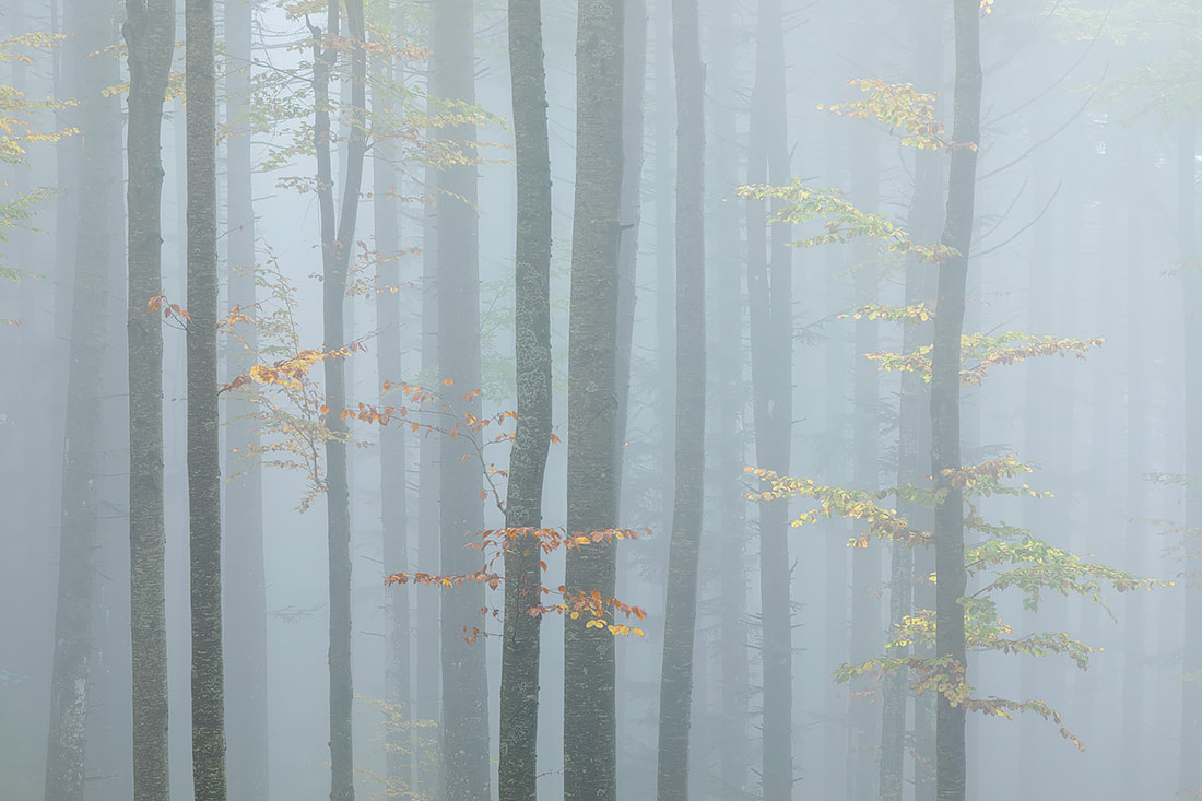 Nebbia in autunno nella faggeta nei pressi delle cascate del Dardagna, nel Parco Regionale Corno alle Scale, sull'appennino tosco-emiliano