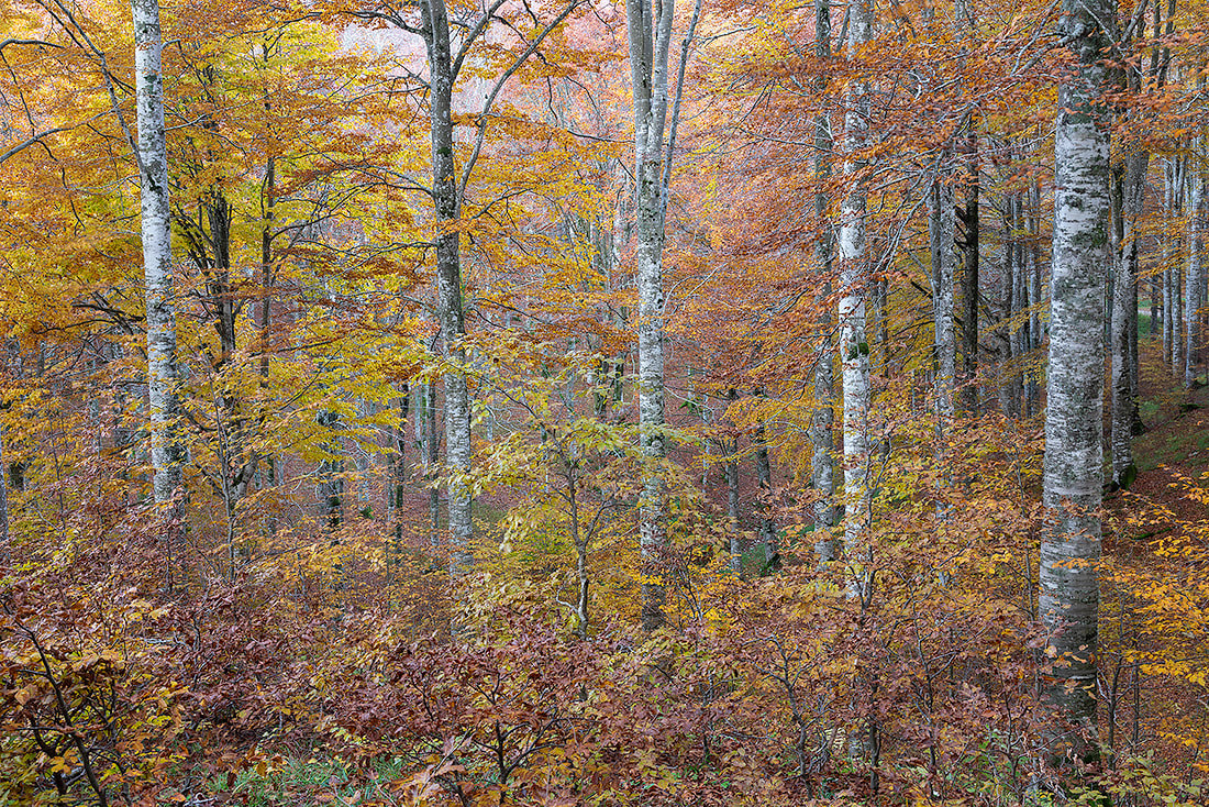 Sottobosco della foresta del Cansiglio, nei pressi della strada del Taffarel in autunno