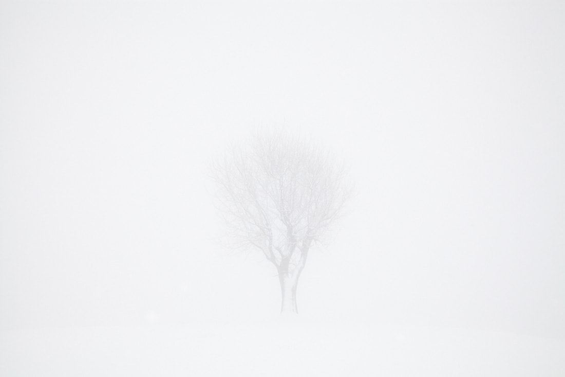 Un albero solitario nella nebbia e circondato dalla neve ai colli di San Fermo