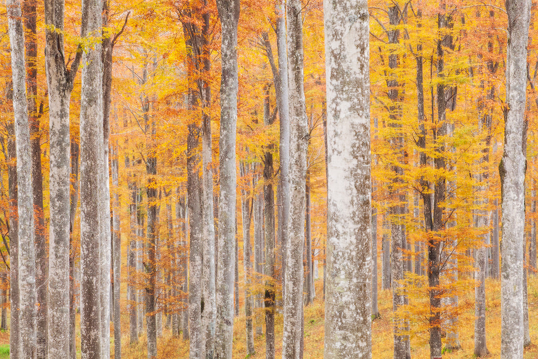 I fantastici colori della foresta del Cansiglio in autunno vengono interrotti dal bianco dei tronchi dei faggi