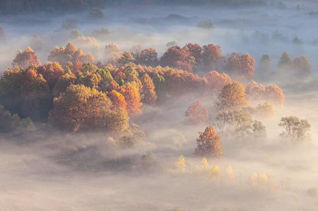L'autunno colora un gruppo di alberi sulle rive del fiume Adda nei pressi di Brivio mentre i raggi del sole filtrano nella nebbia