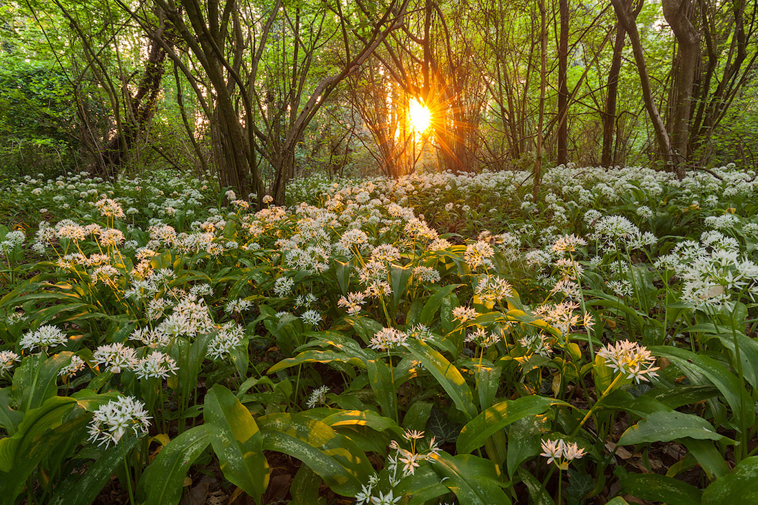 Sottobosco di fiori bianchi di aglio selvatico in controluce con il sole che scende tra i rami sullo sfondo